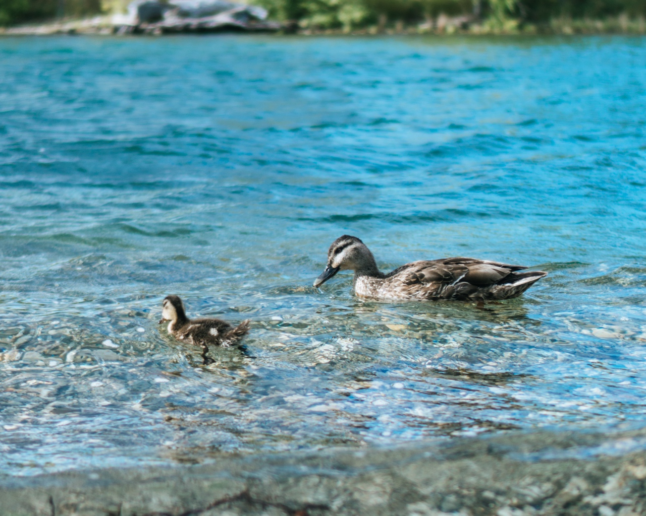 Утка с маленьким утенком в воде