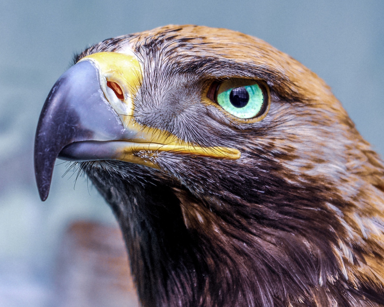 Орел с острым клювом голова крупным планом