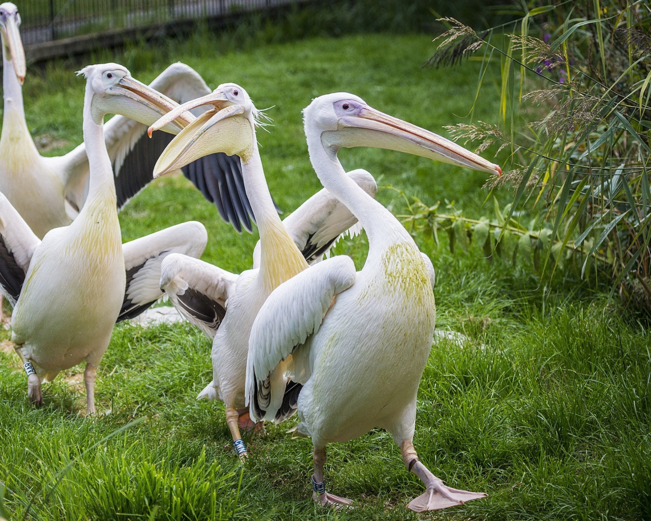 Четыре пеликана идут по зеленой траве