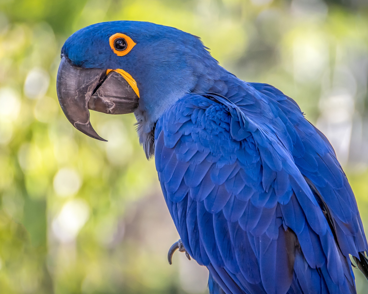 Большой синий ара с длинным клювом 