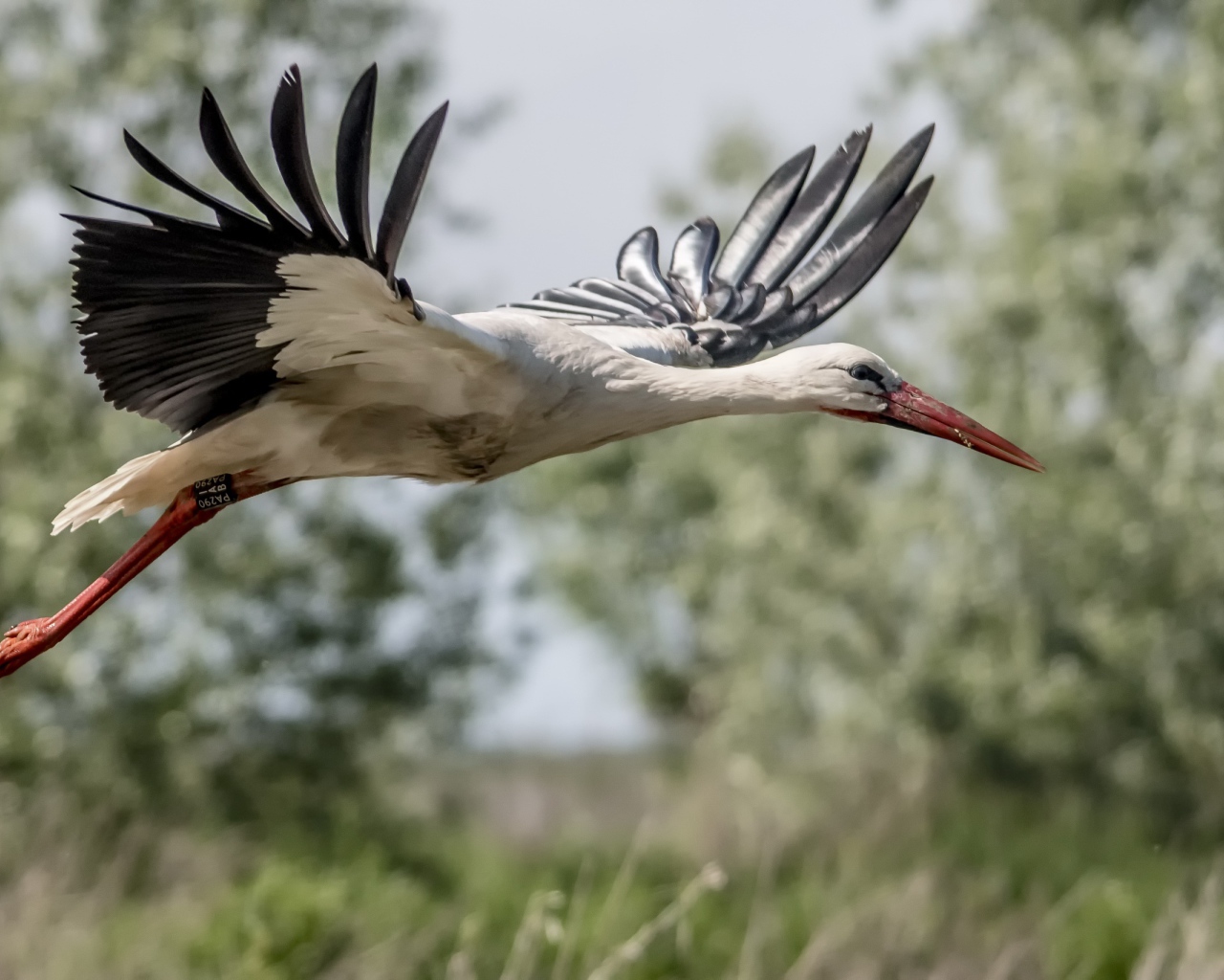 Большая цапля в полете