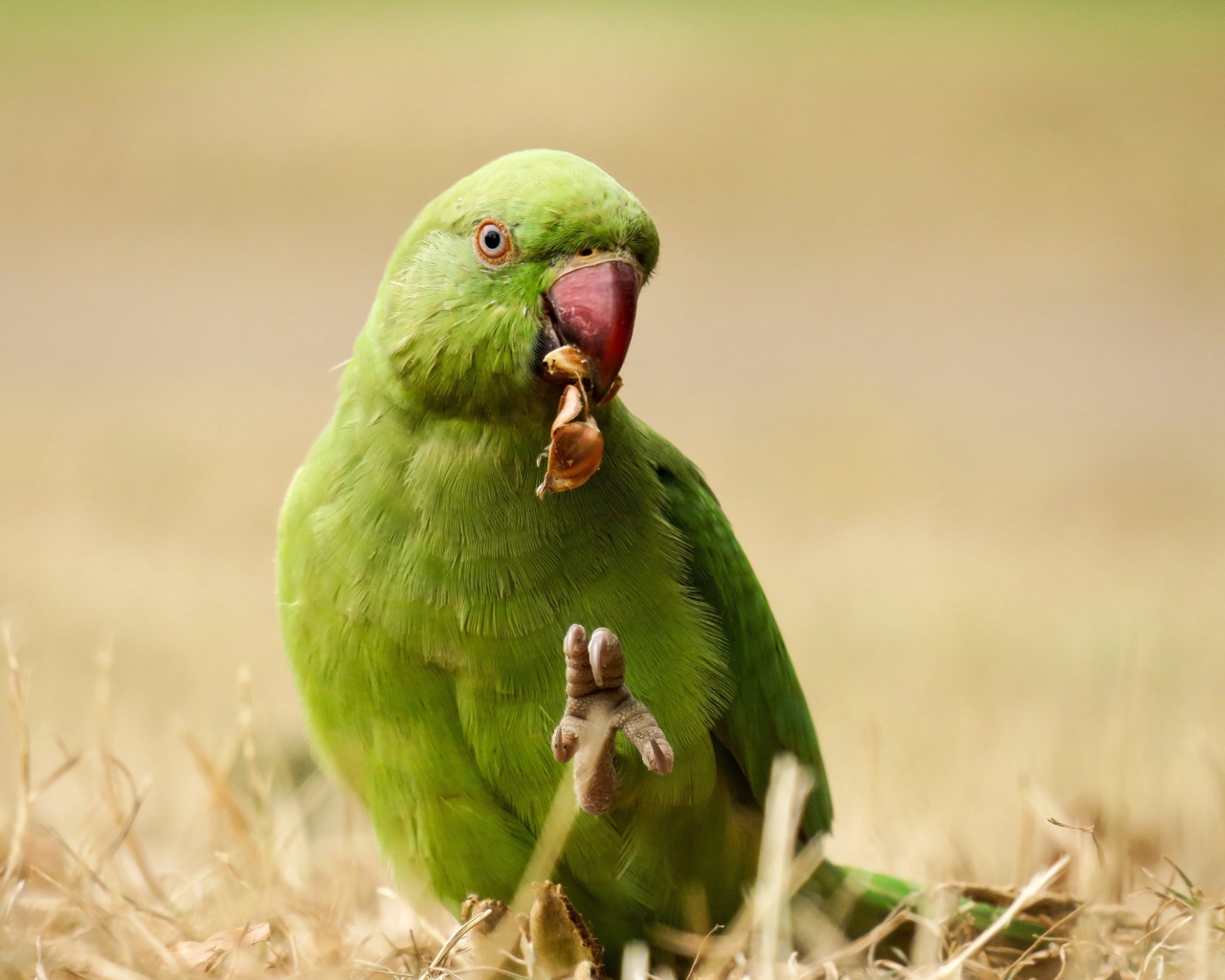 Зеленый попугай ест на траве