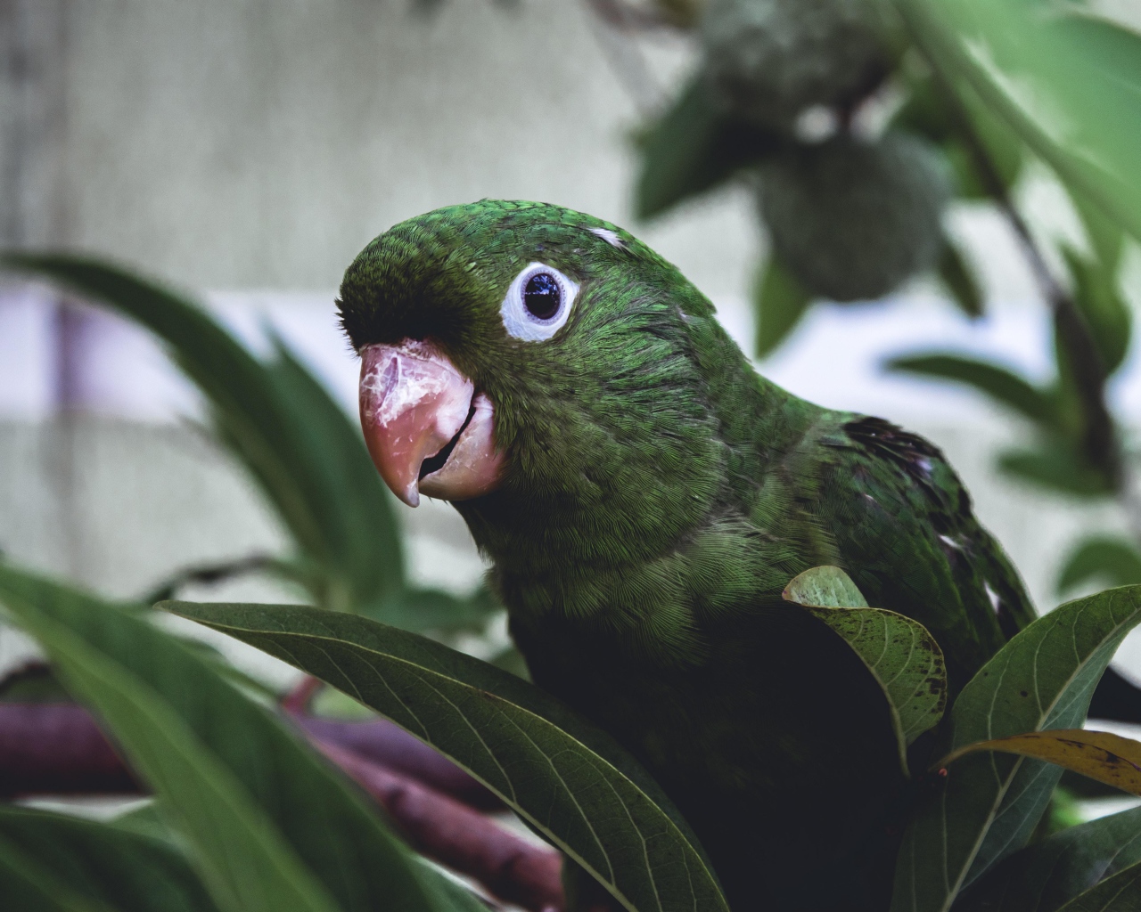 Зеленый попугай сидит в листьях 