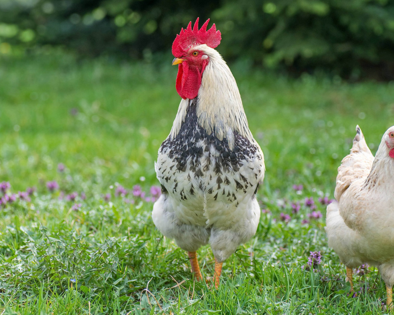 Домашний петух и курица на зеленой траве