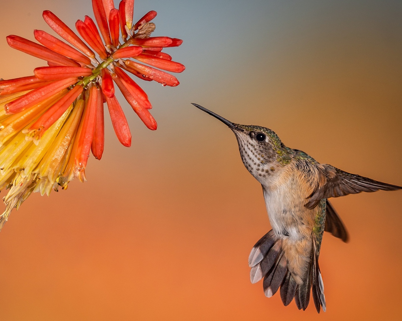 Птица колибри в полете у красного цветка 