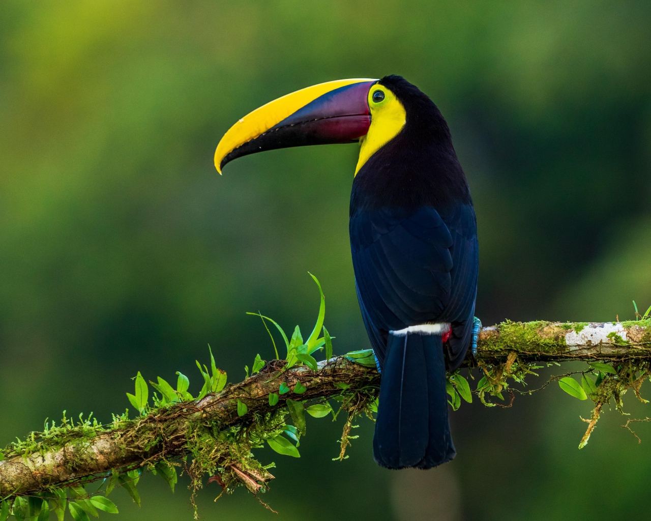 Большой разноцветный тукан сидит на ветке