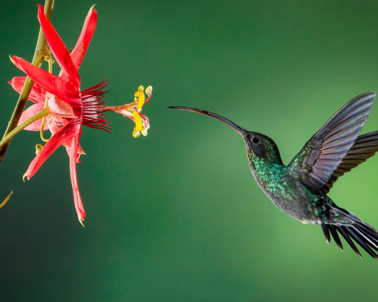 Маленькая птичка колибри пьет нектар с цветка