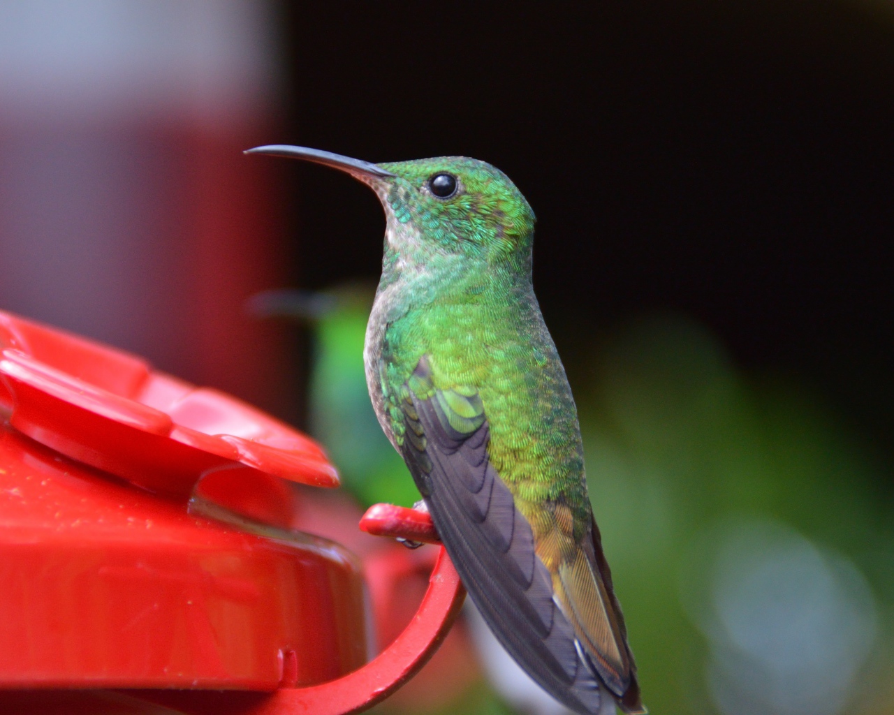Маленькая птичка колибри к водопоя