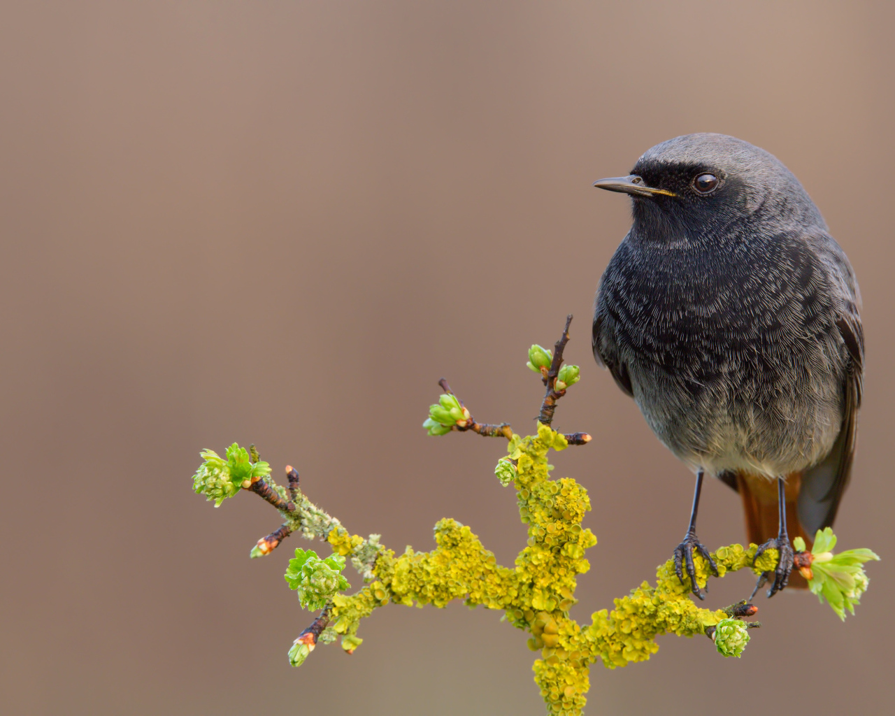 Маленькая птица сидит на ветке