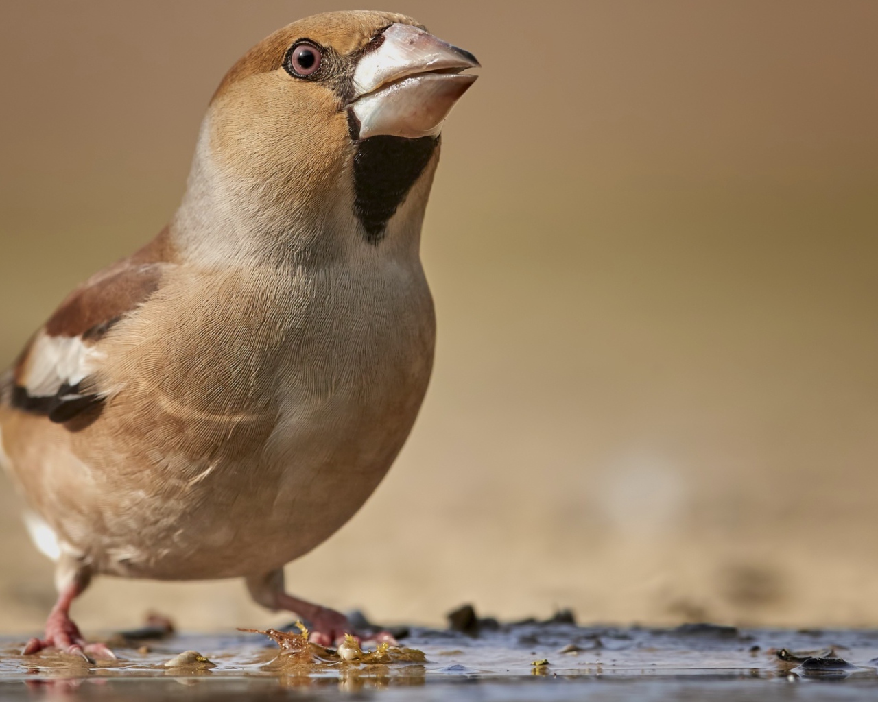 Маленькая коричневая птичка на мокрой земле