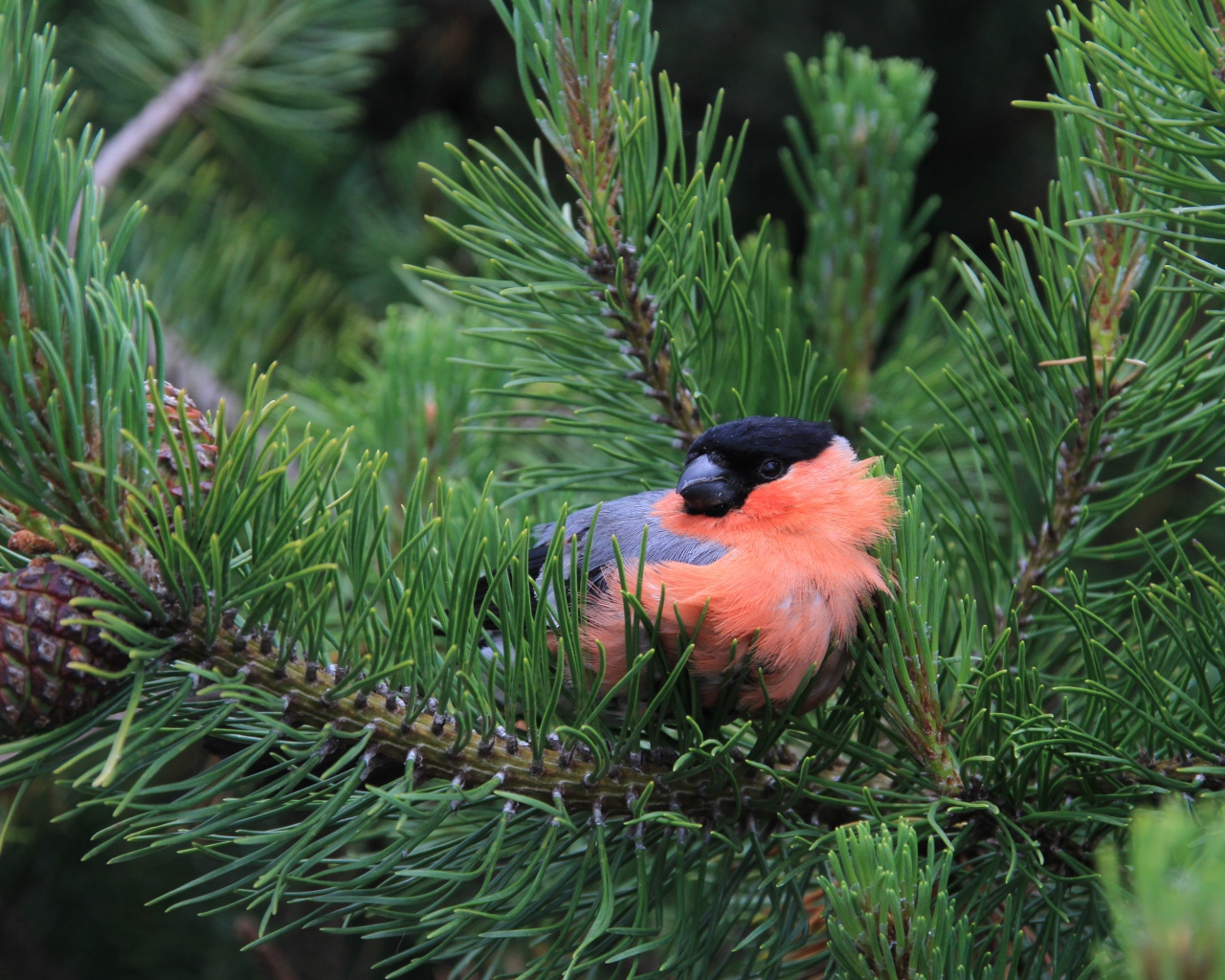 Маленький снегирь сидит в сосновых ветках 
