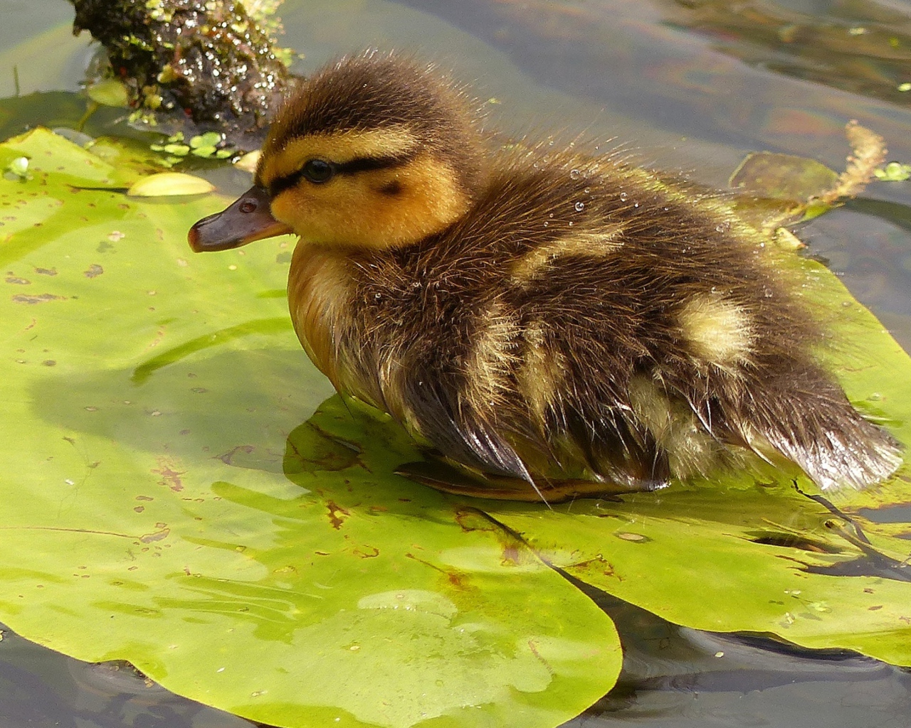 Маленький утенок сидит на зеленом листе в воде