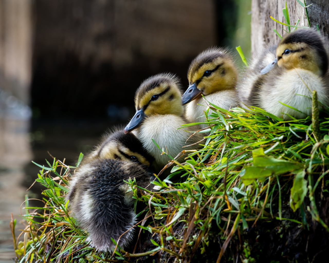 Маленькие утята сидят на траве у пруда 