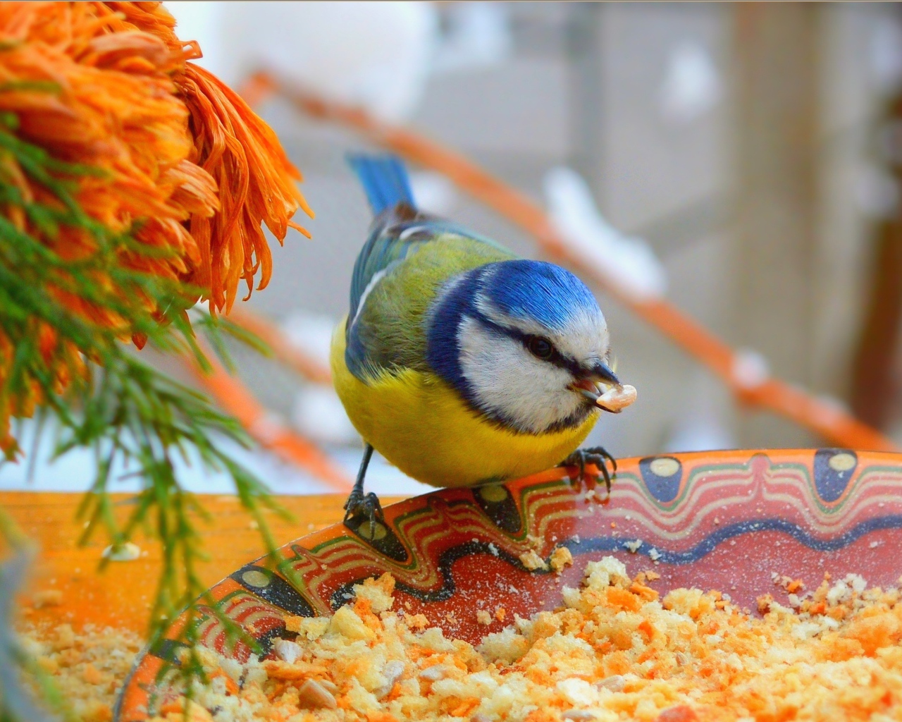 Маленькая синица клюет крошки