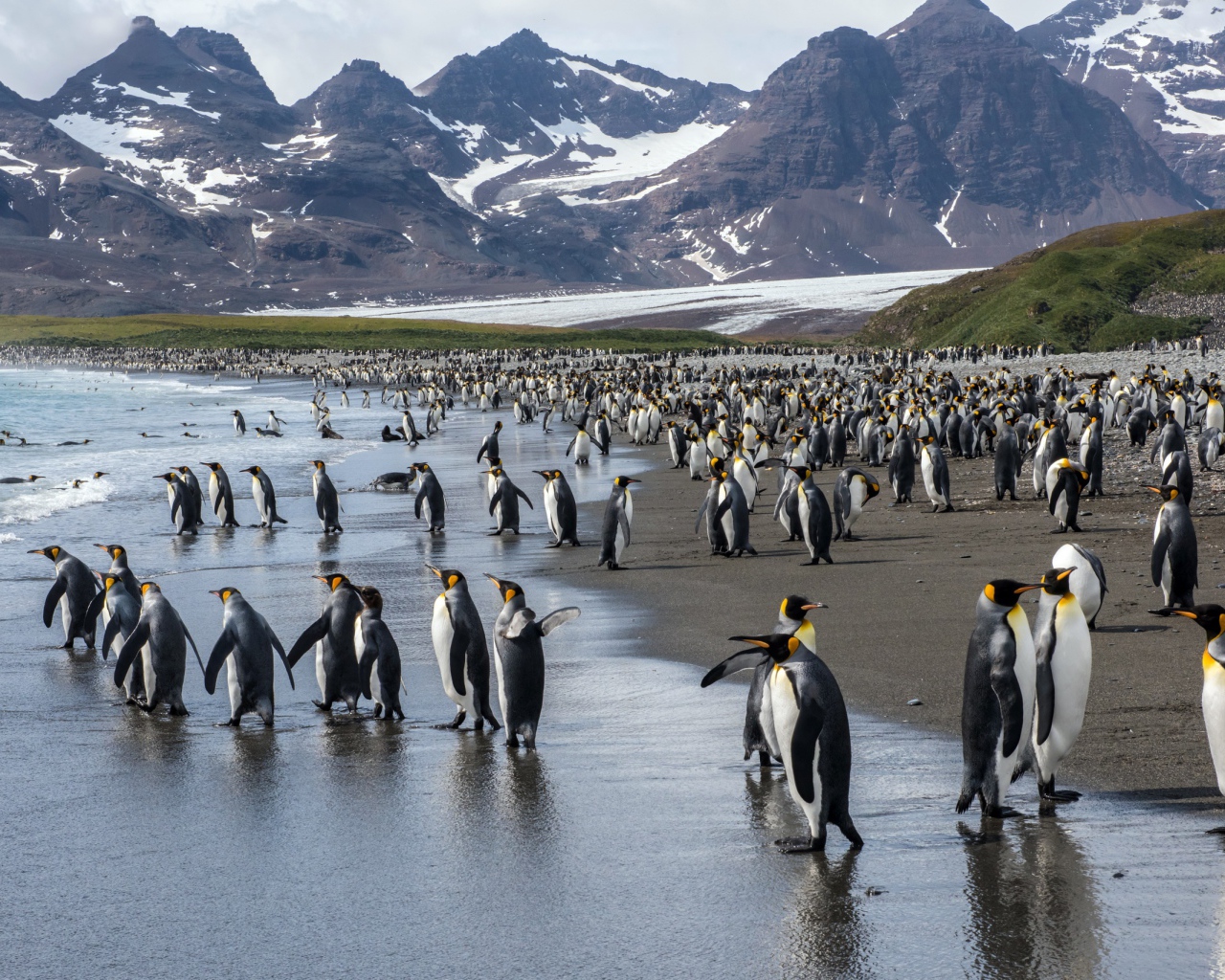 Много пингвинов у воды на фоне гор