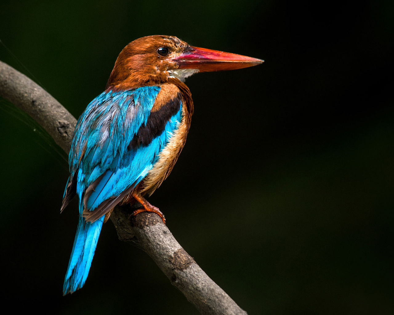 Разноцветная птица зимородок сидит на ветке дерева 