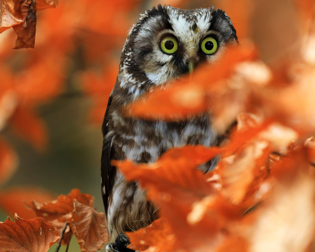 Сова сидит на ветке с сухими осенними листьями