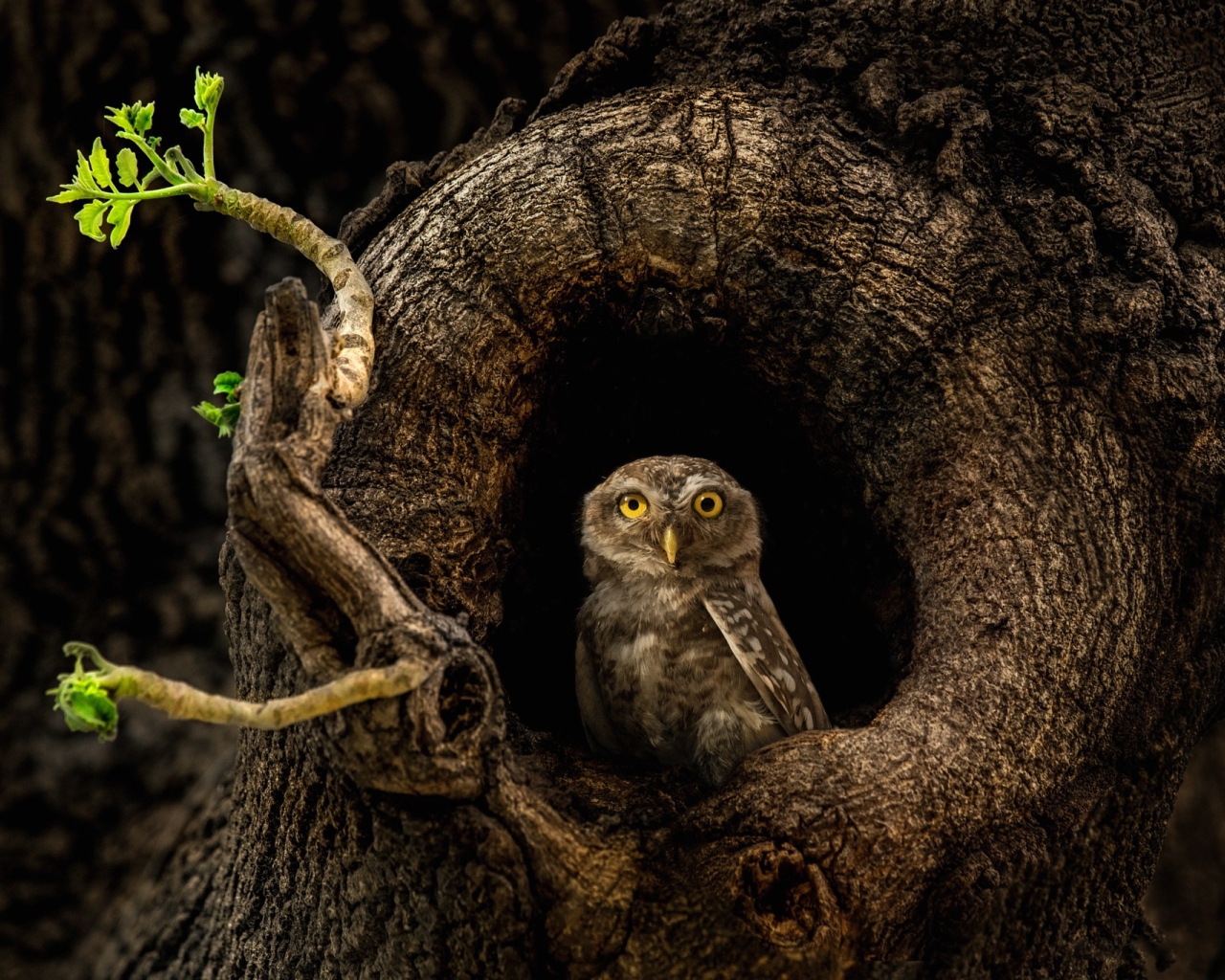 Сова с желтыми глазами сидит в дупле
