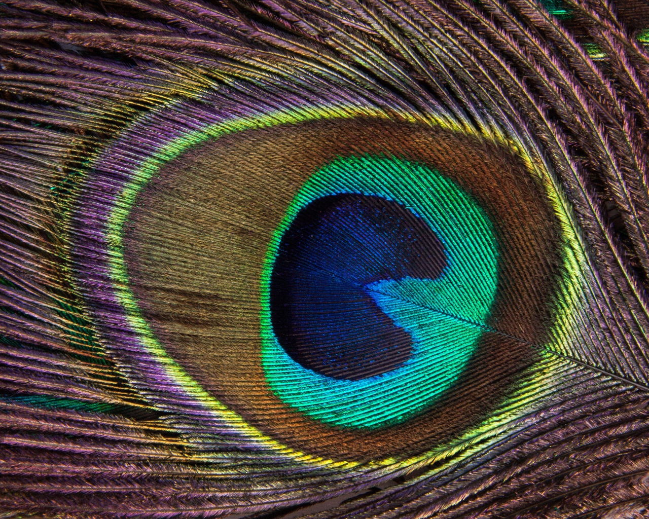 Перо павлина крупным планом 