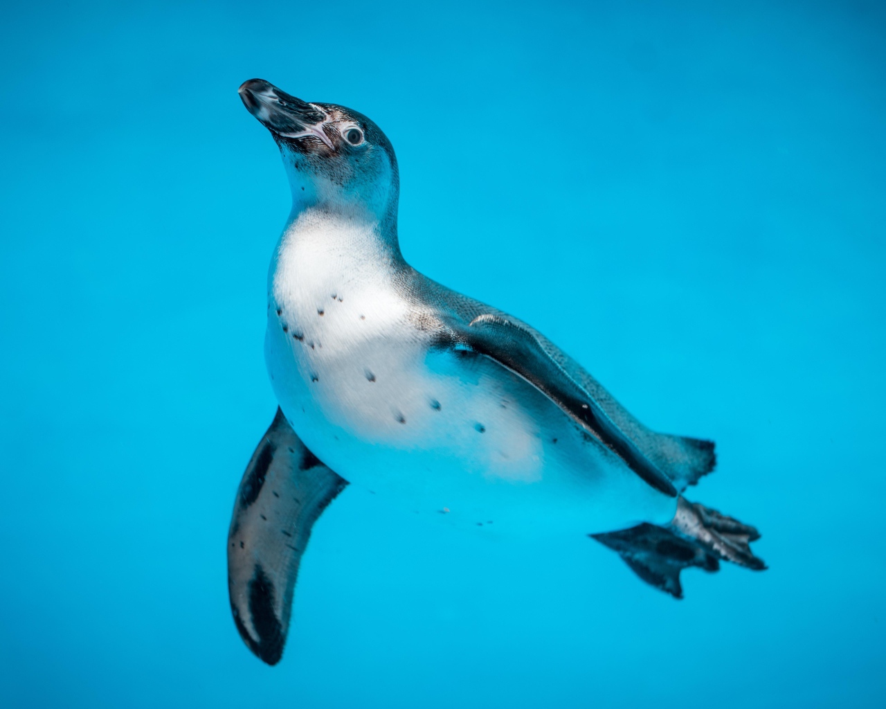 Пингвин в голубой воде крупным планом