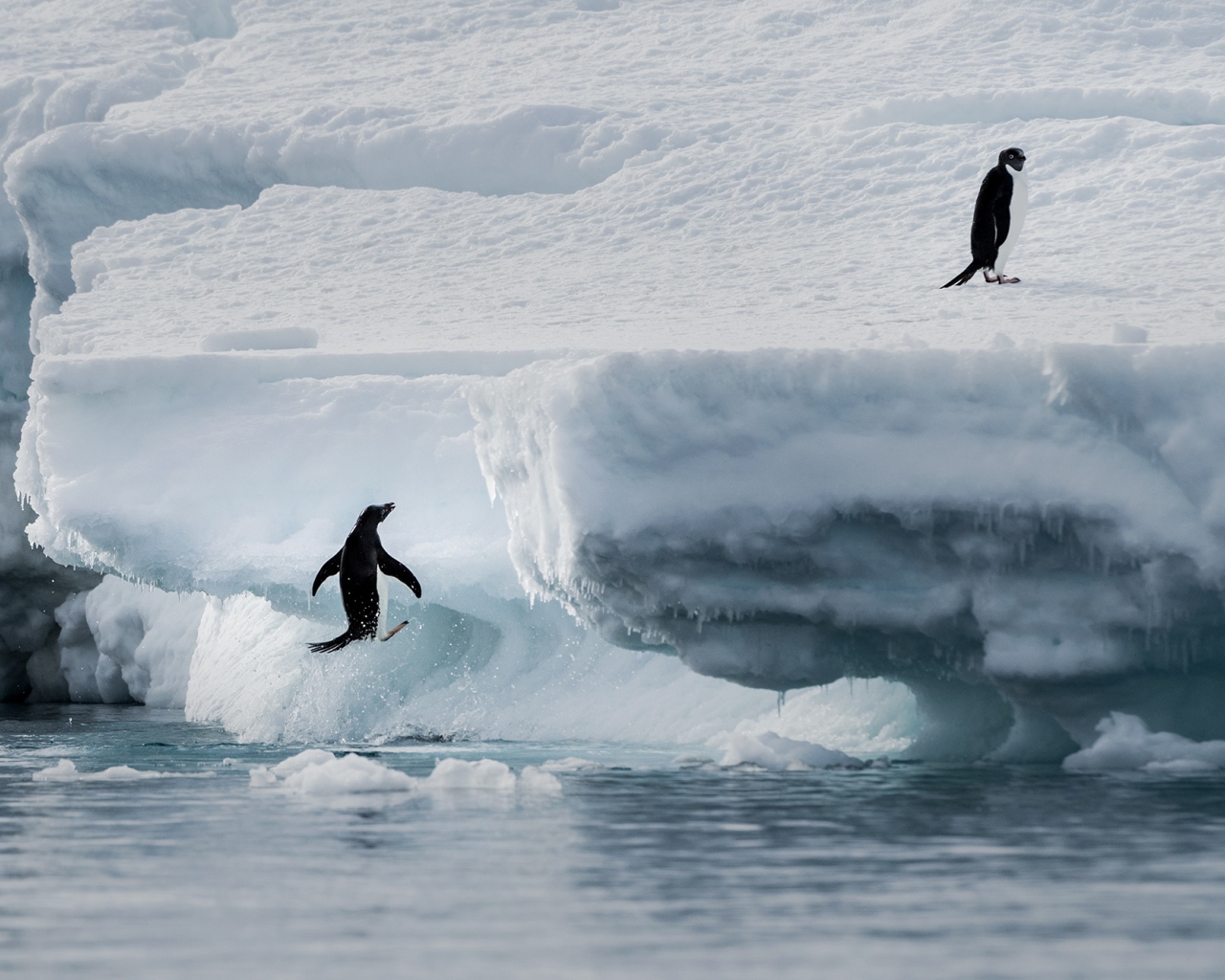 Пингвины выпрыгивают на холодную льдину