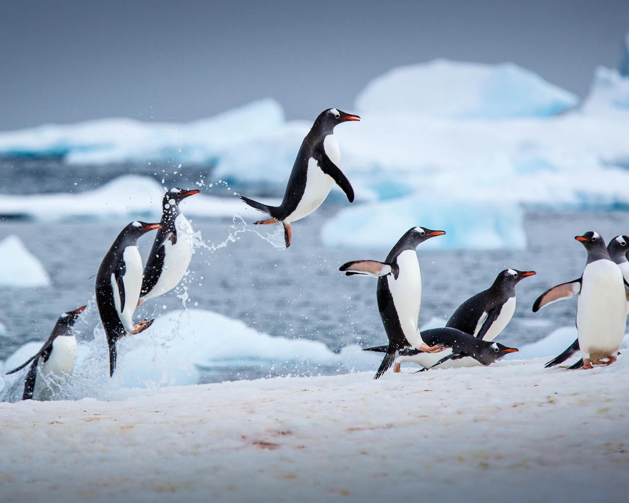 Пингвины выпрыгивают из воды на снег 