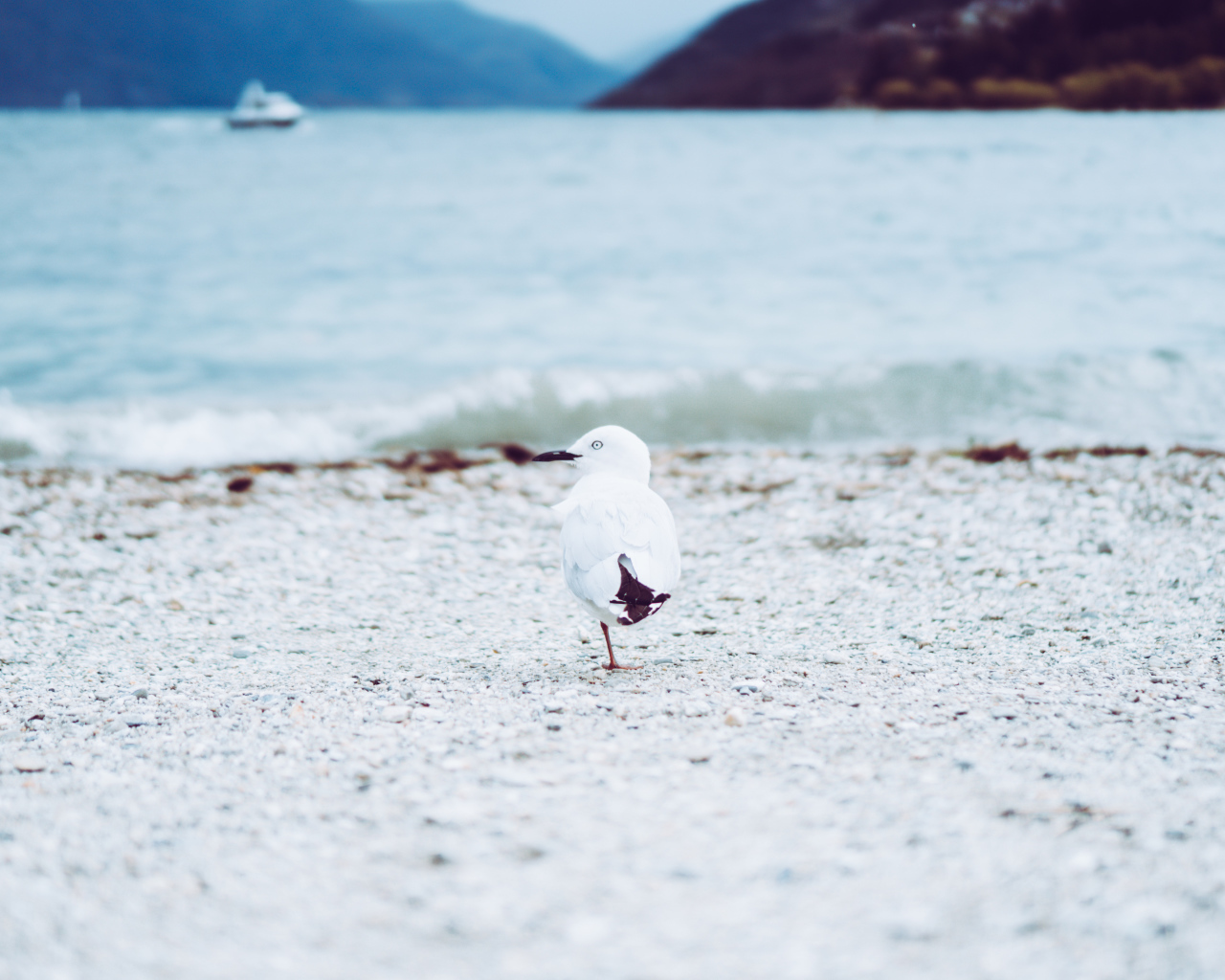 Чайка ходит по песку у воды