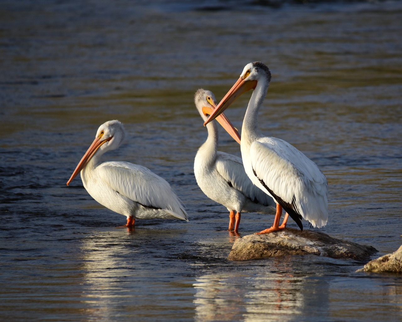 Три больших пеликана в воде 