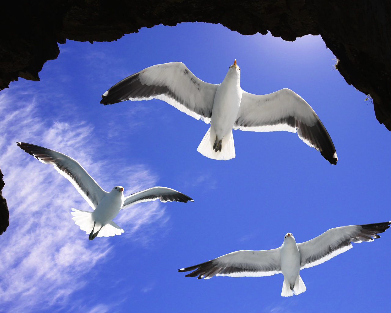 Три белые чайки в голубом небе