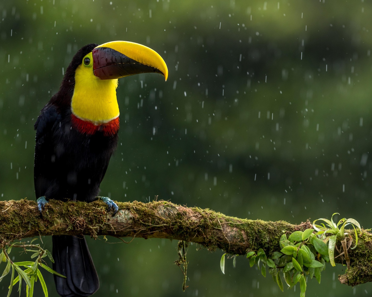 Птица тукан сидит на ветке под дождем