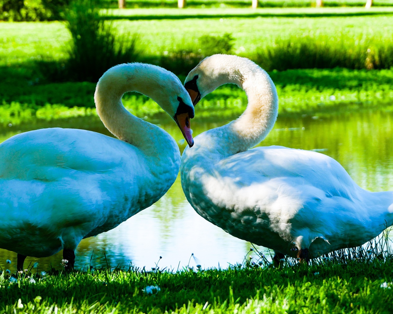 Два красивых белых лебедя у пруда на зеленой траве