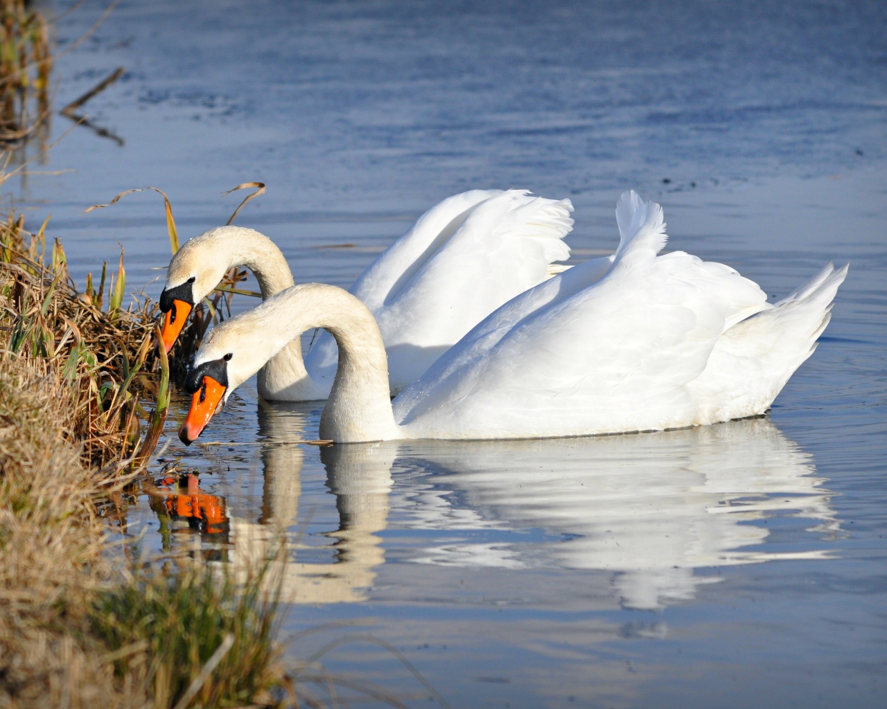 Два красивых белых лебедя у берега 