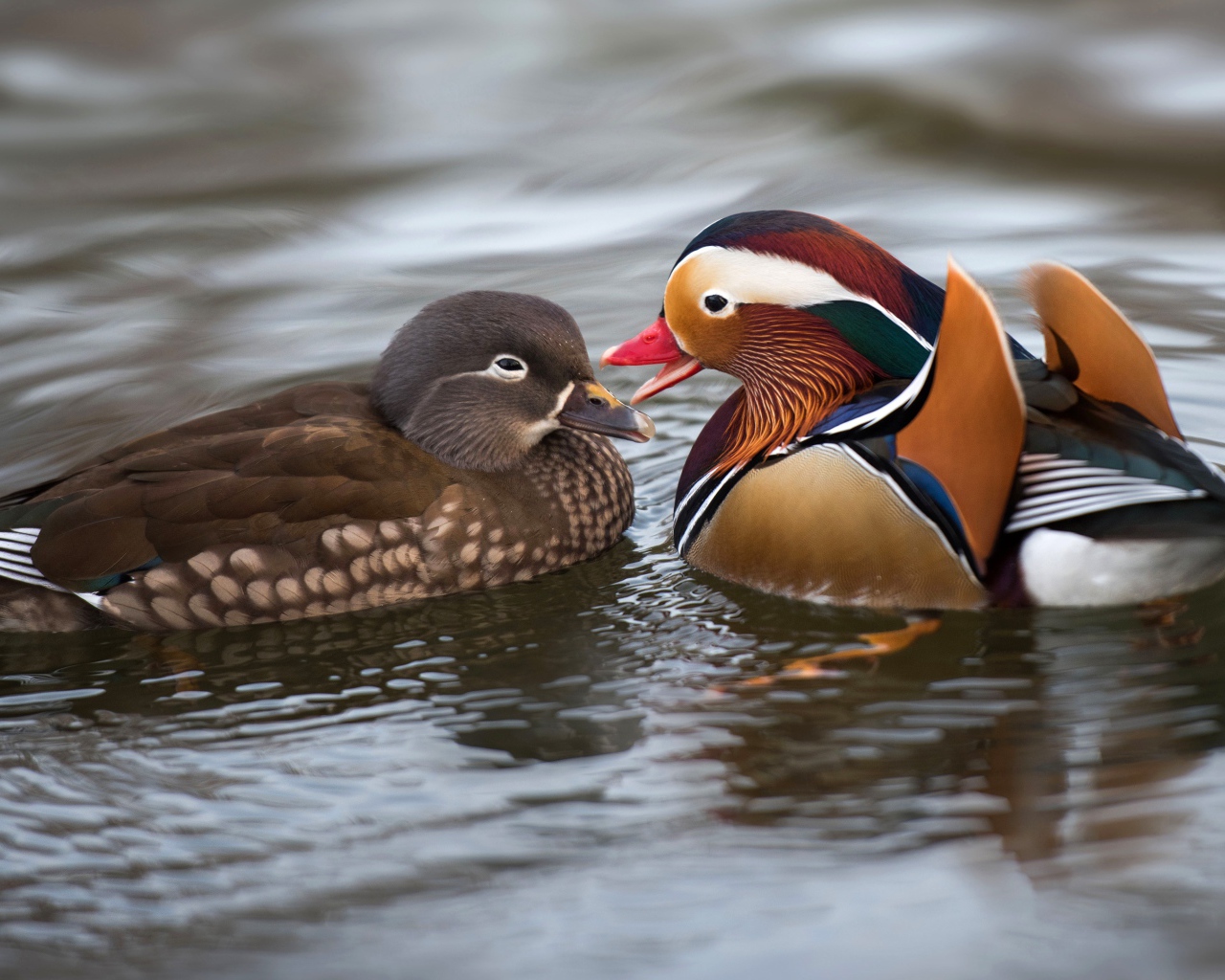 Две уточки мандаринки в воде 