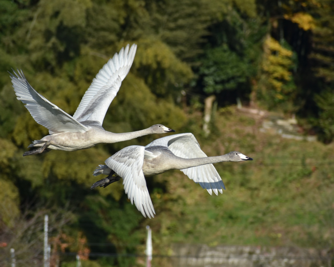Два серых гуся летят над озером