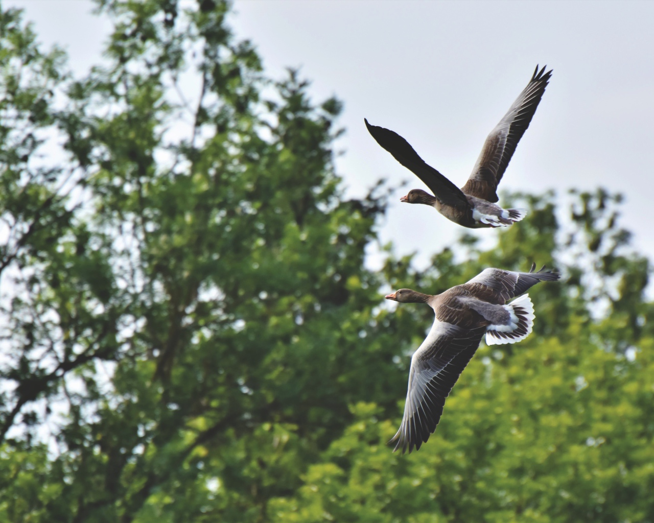 Два серых диких гуся пролетают у дерева