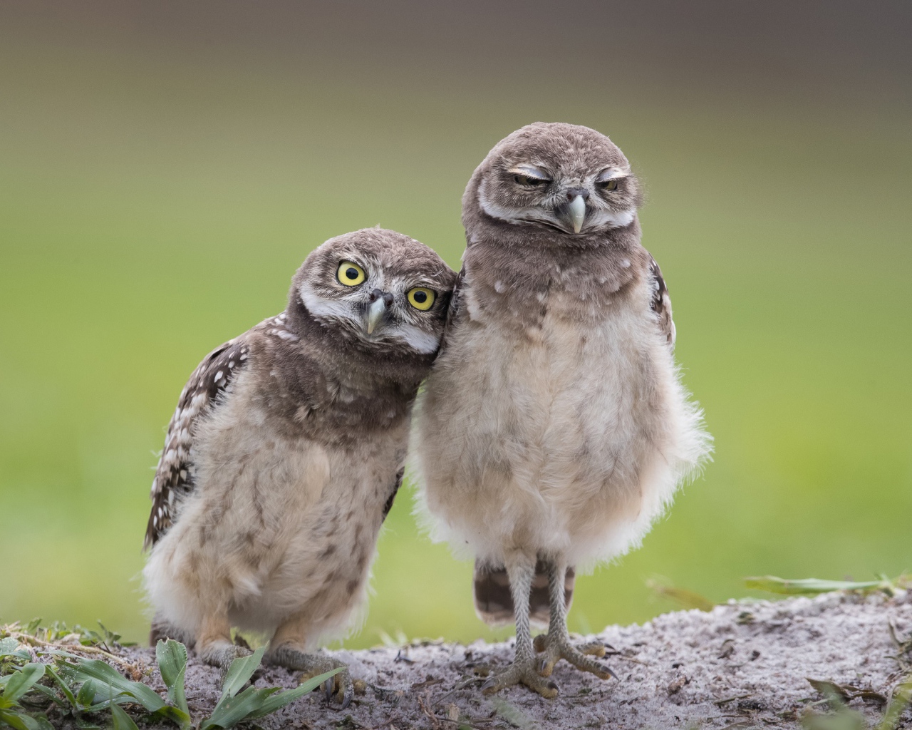 Две маленькие совы стоят на земле 