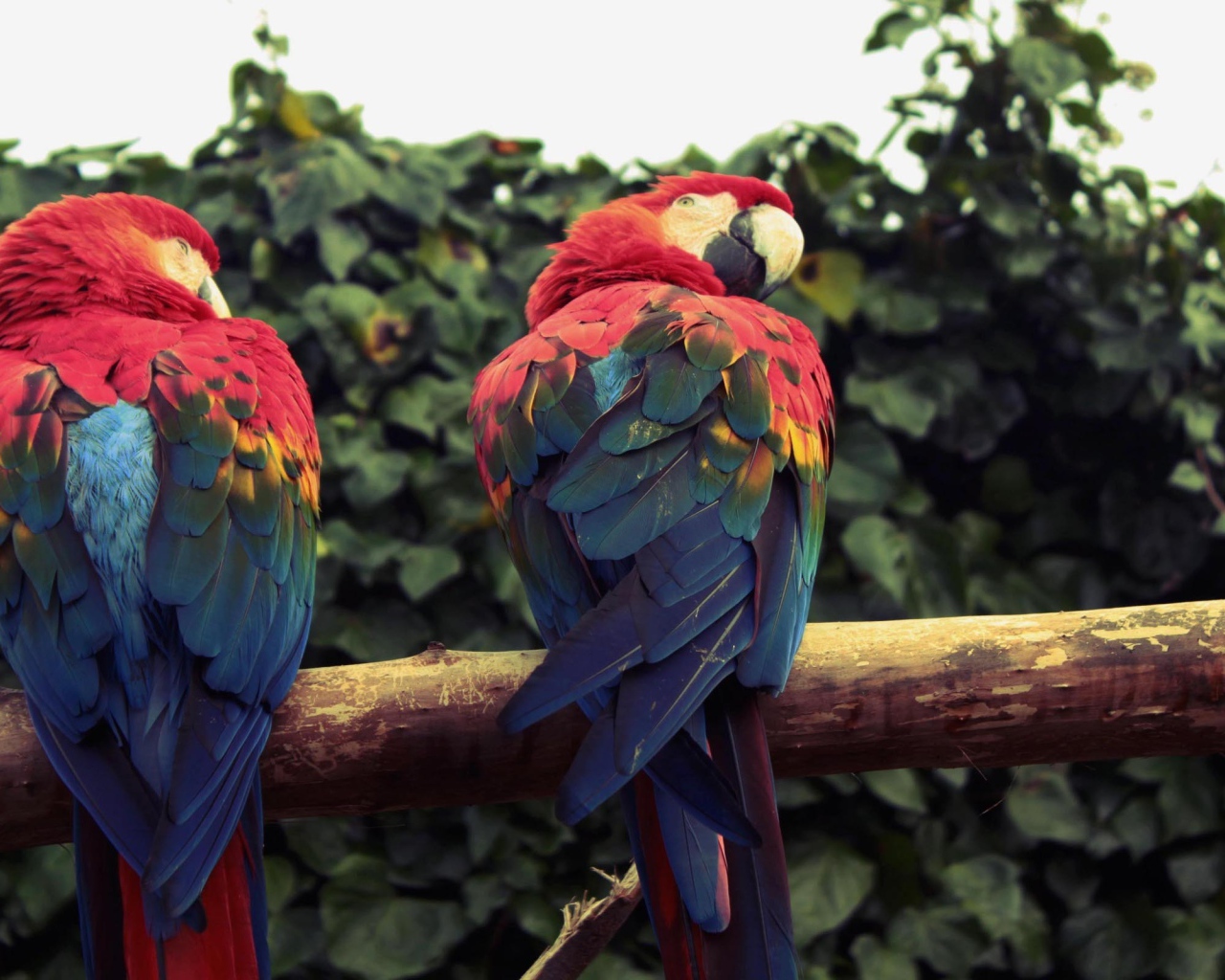 Два попугая ара сидят на ветке 