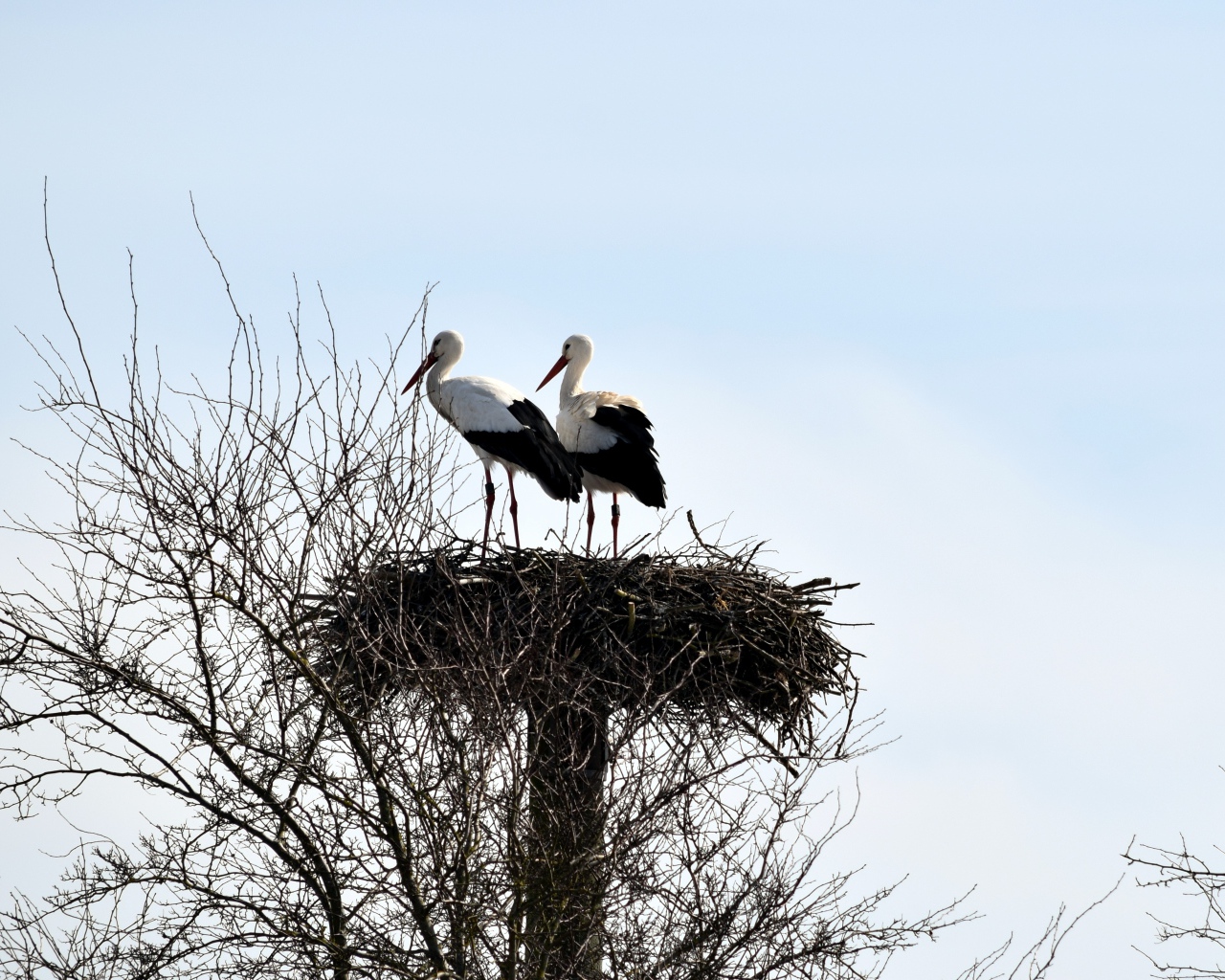 Два аиста в гнезде на дереве на фоне неба 