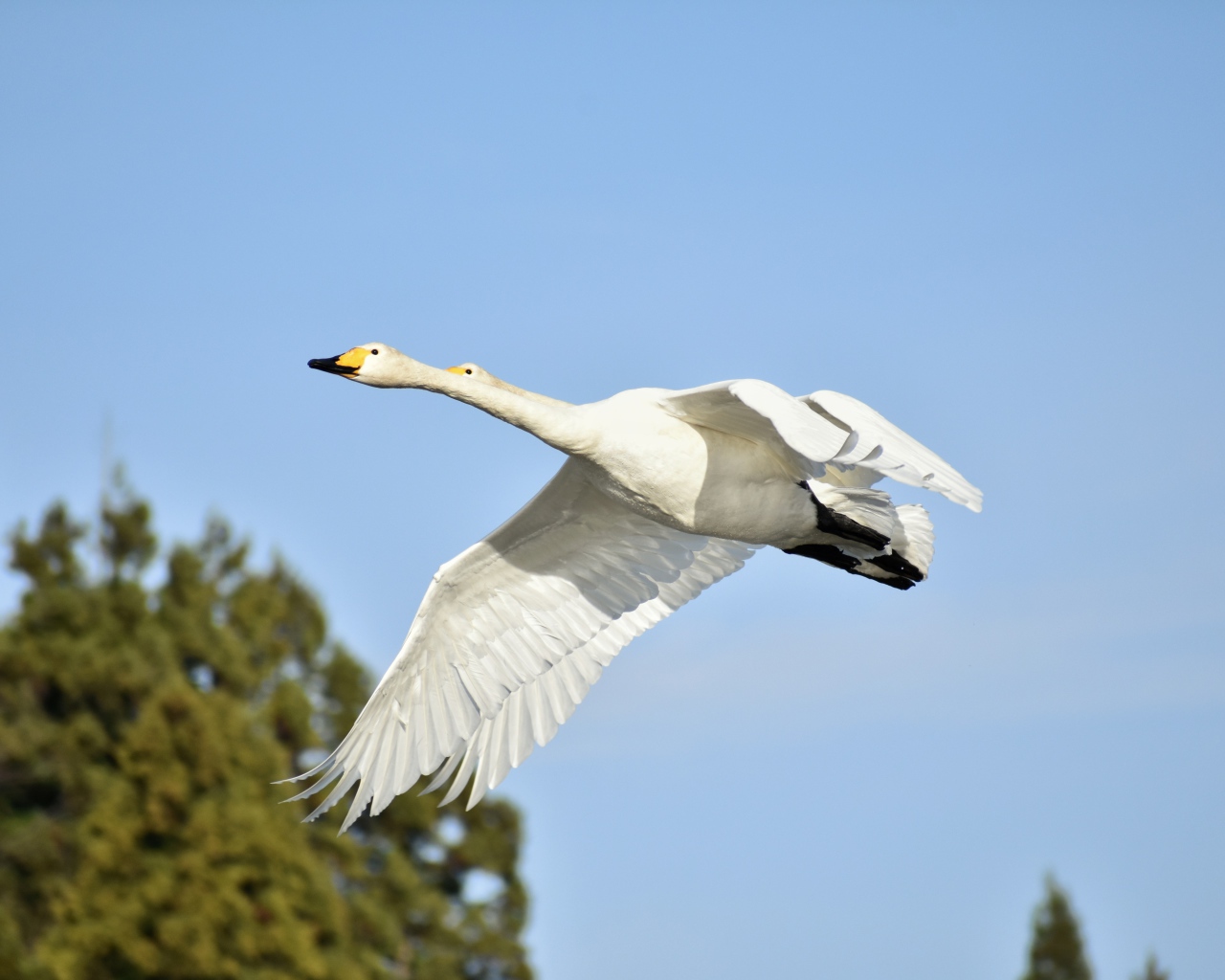 Два белых гуся летят на фоне голубого неба