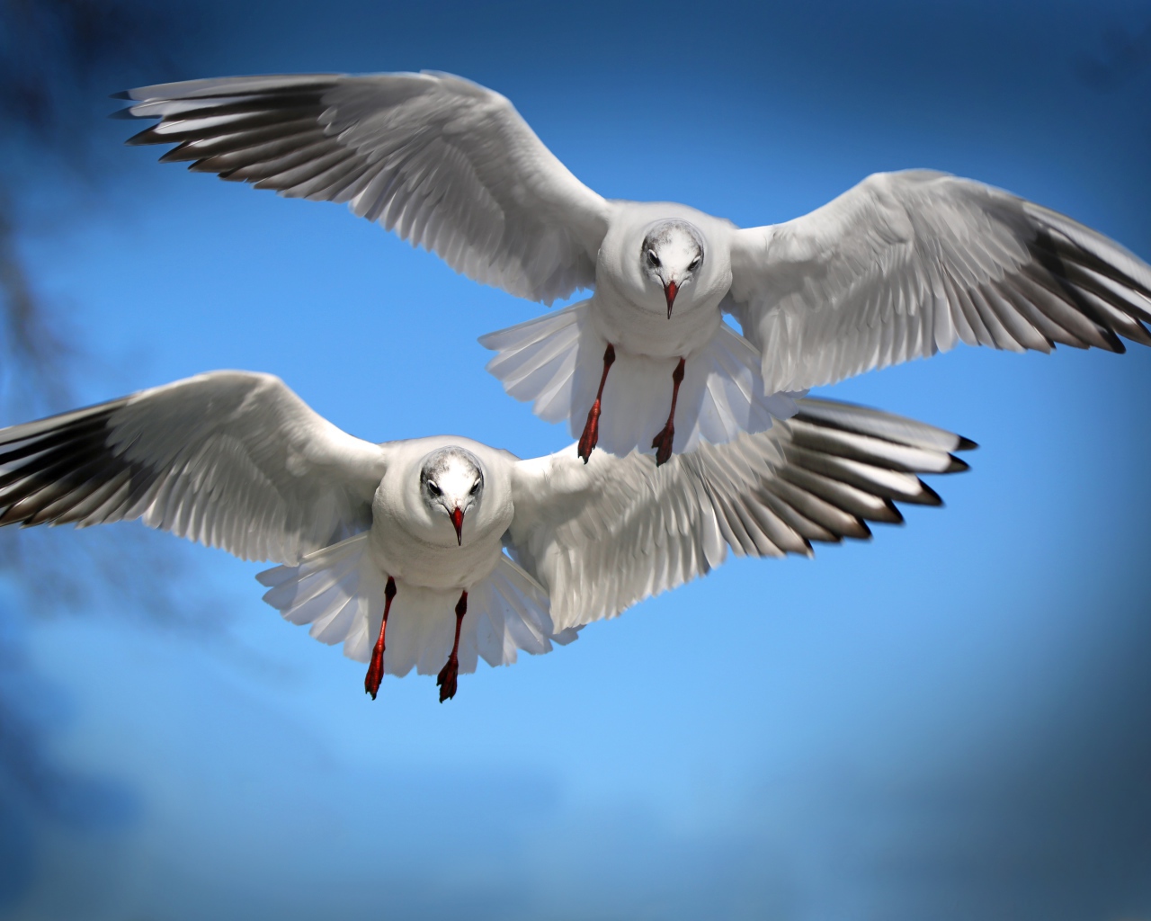 Две белые чайки летят в голубом небе 