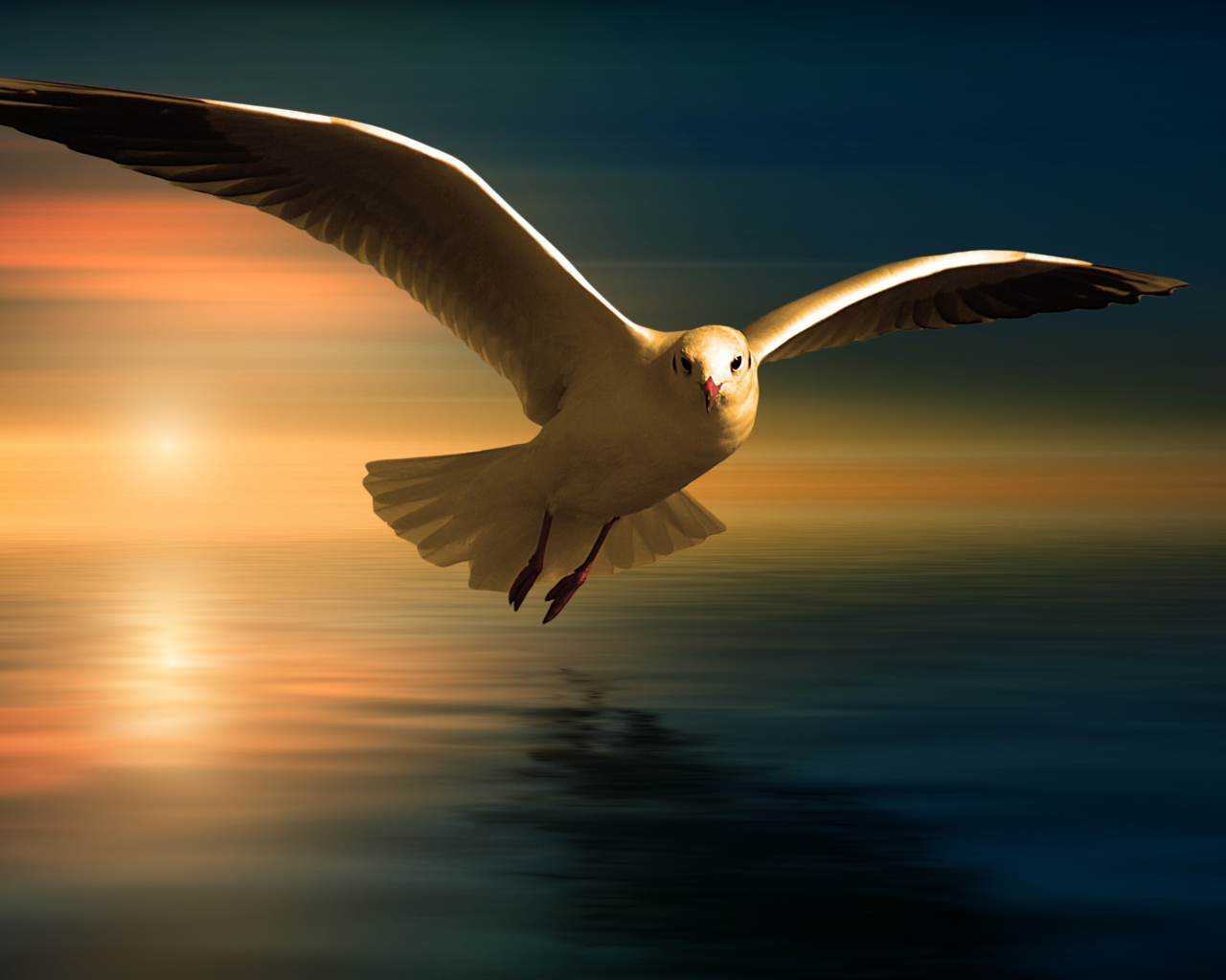 Белая чайка летит над водой на фоне заката
