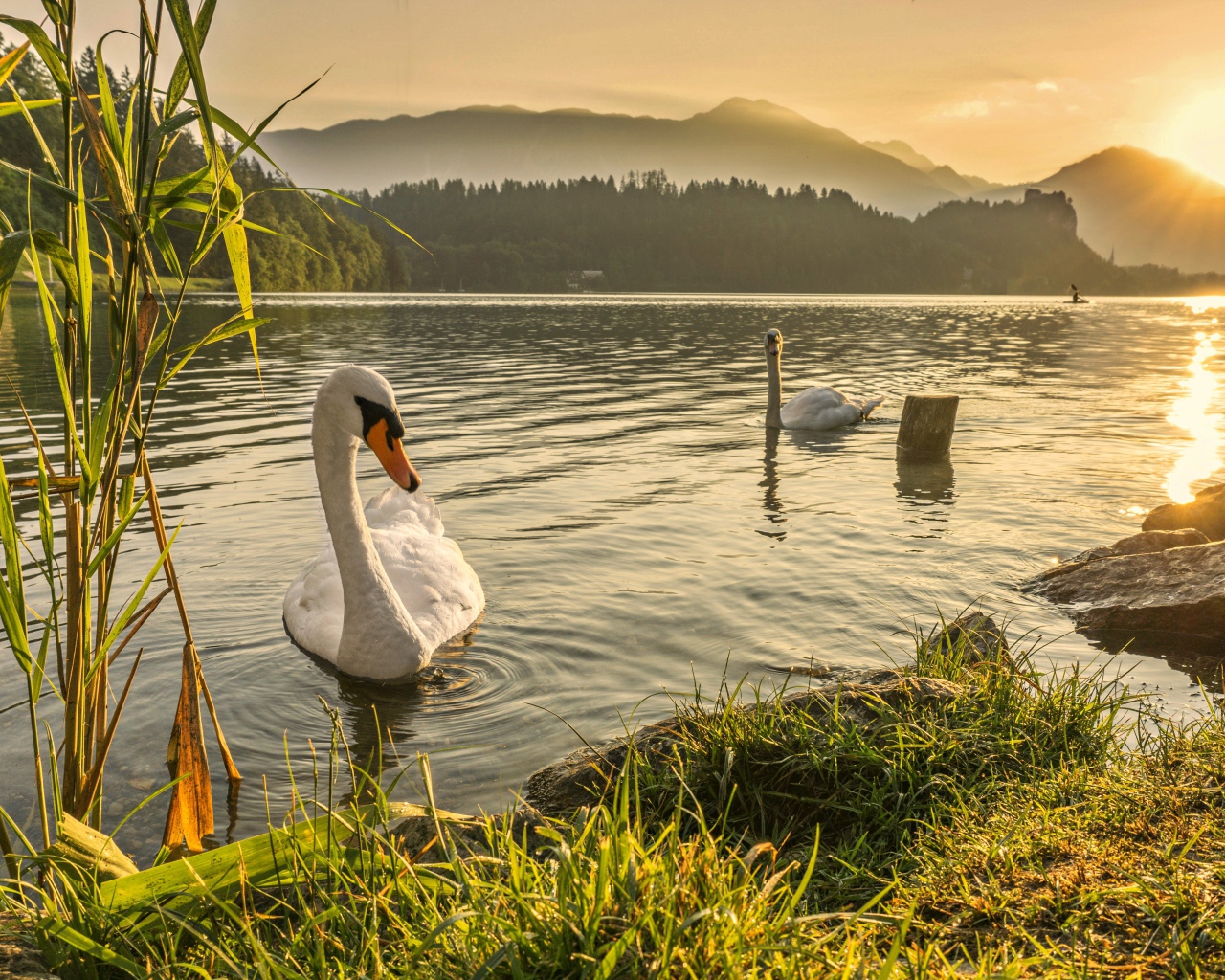Белые лебеди в пруду на рассвете 