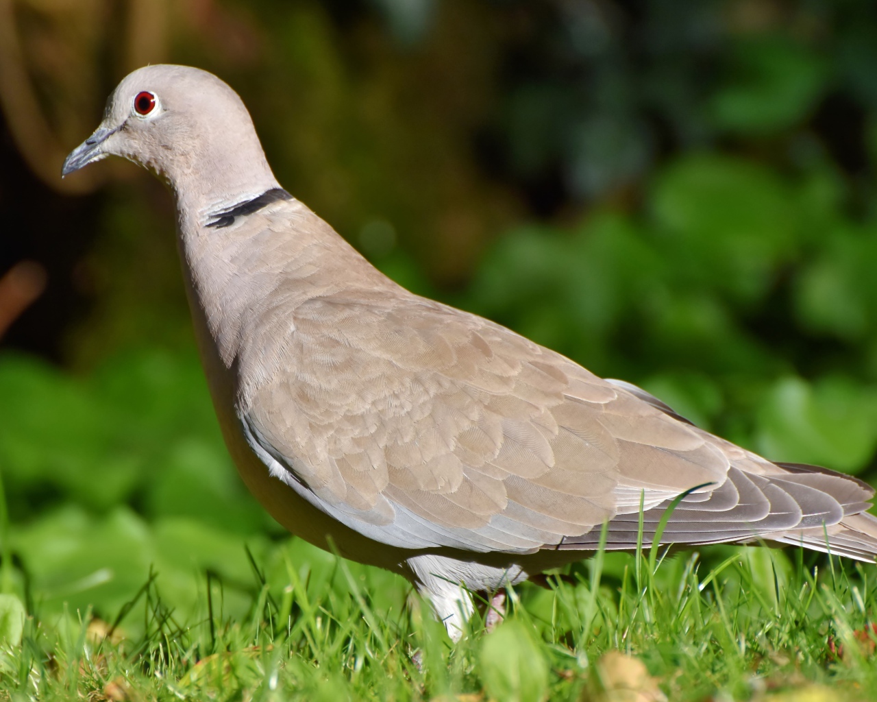 Дикая горлица на зеленой траве