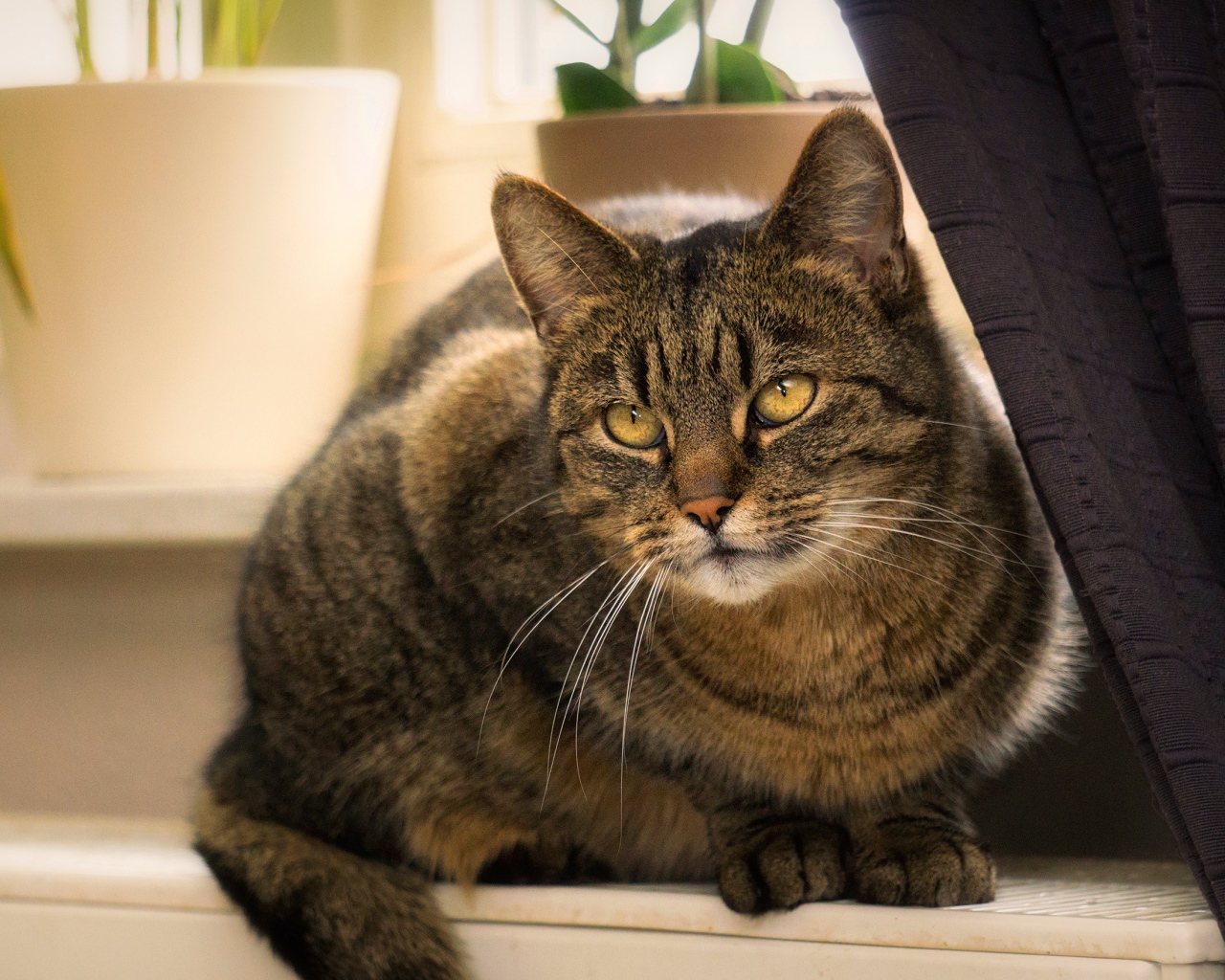 Красивый серый кот сидит на батарее у окна 