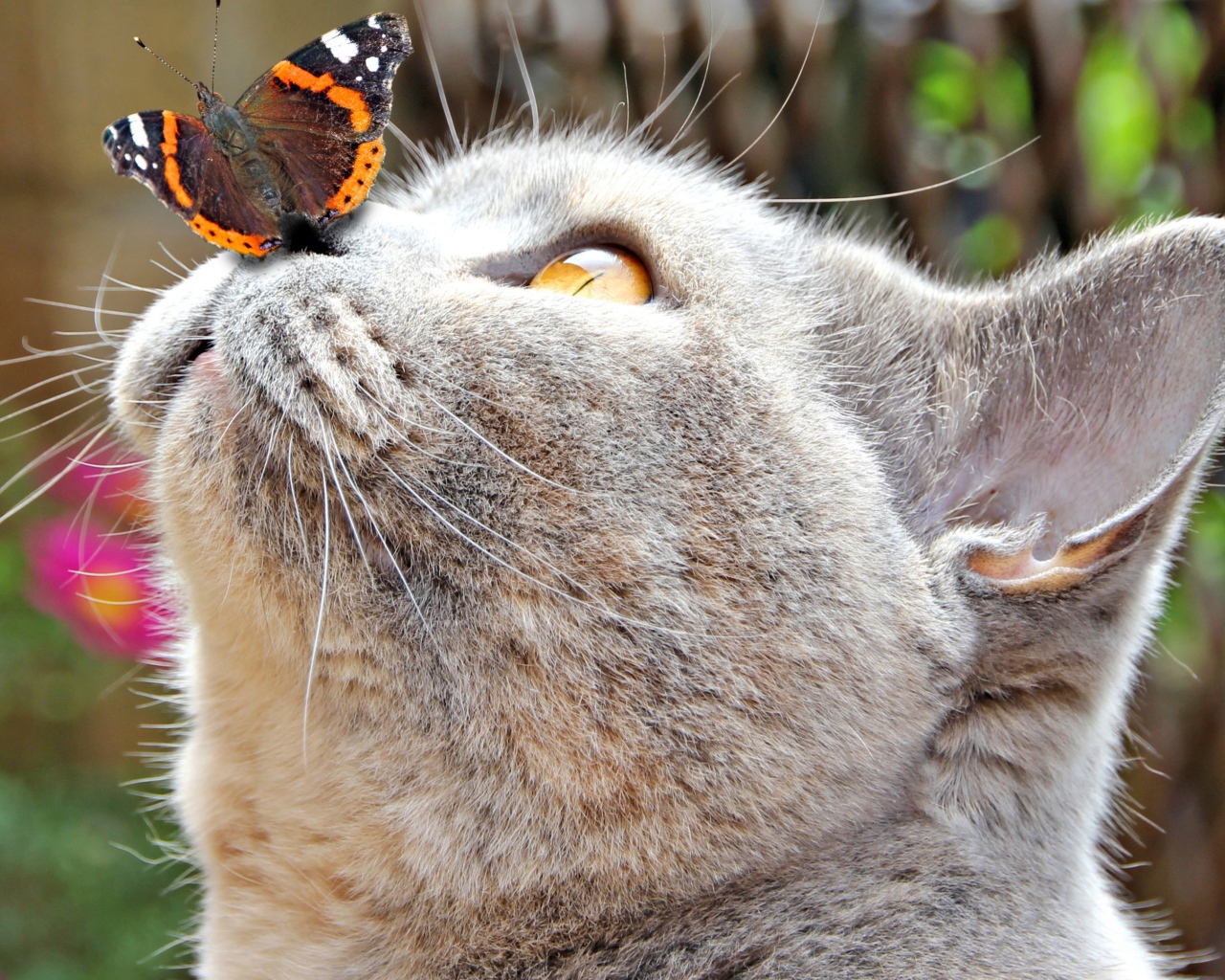 Бабочка сидит на носу у серого кота