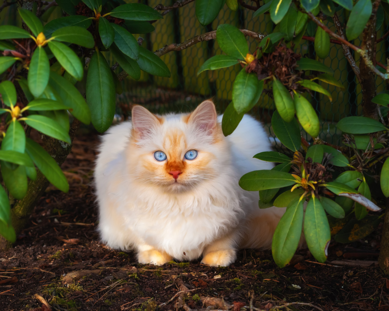 Красивый бежевый кот с голубыми глазами сидит в зеленых листьях