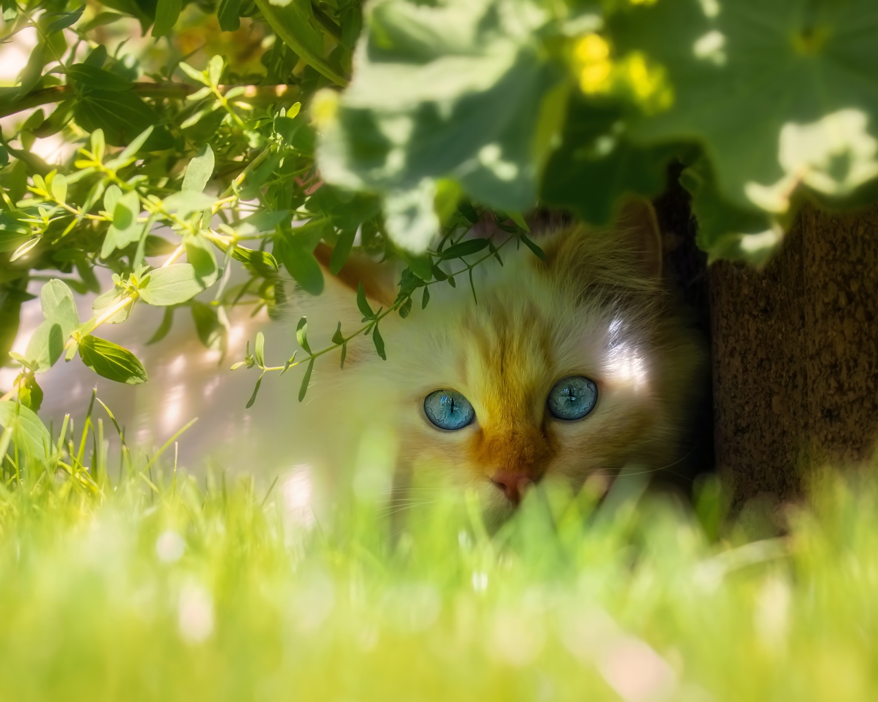 Красивый голубоглазый кот сидит в зеленой траве