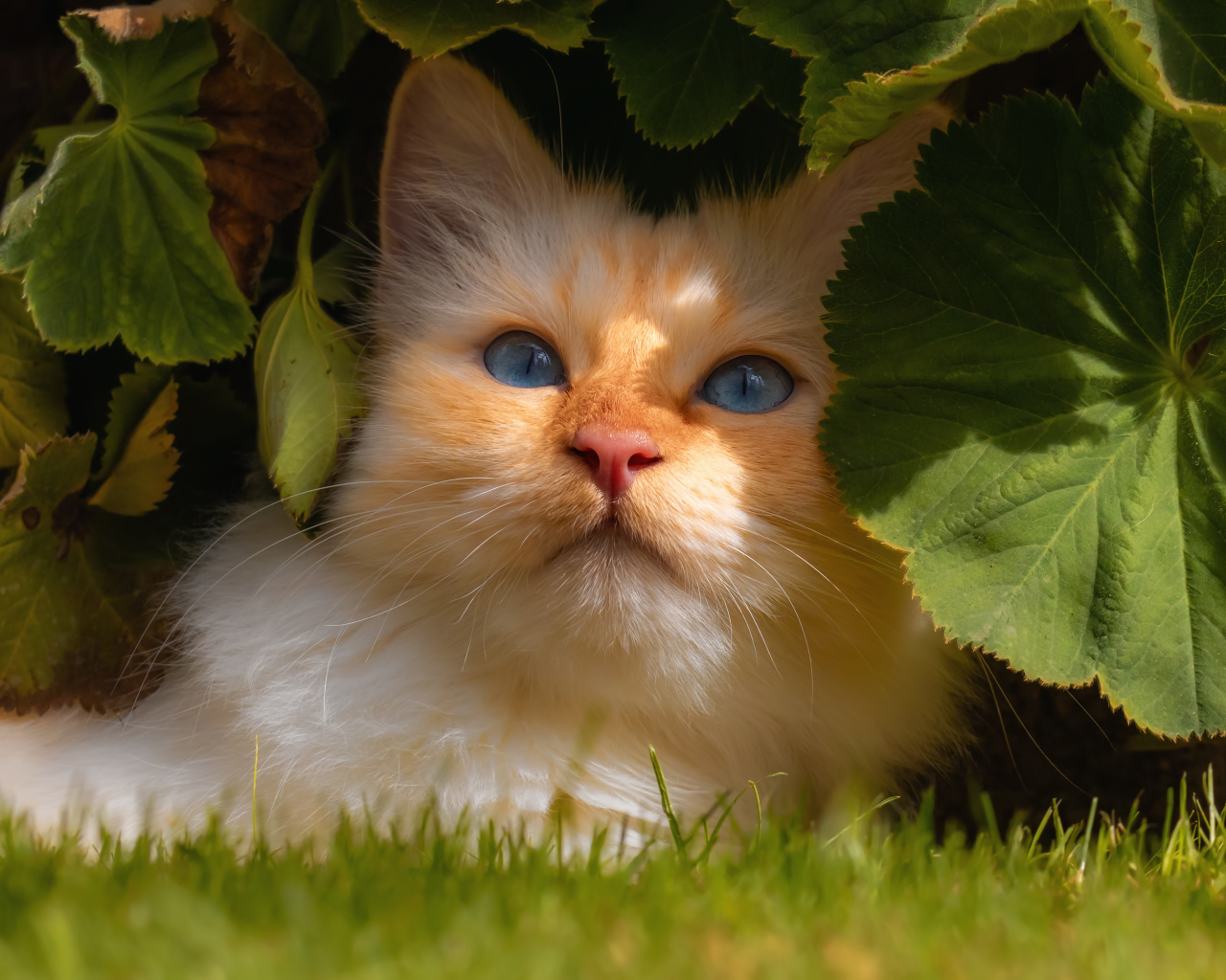 Красивый голубоглазый кот сидит на зеленой траве в зеленых листьях