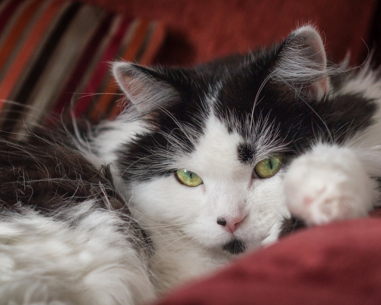 Красивый пушистый черно белый кот лежит на диване