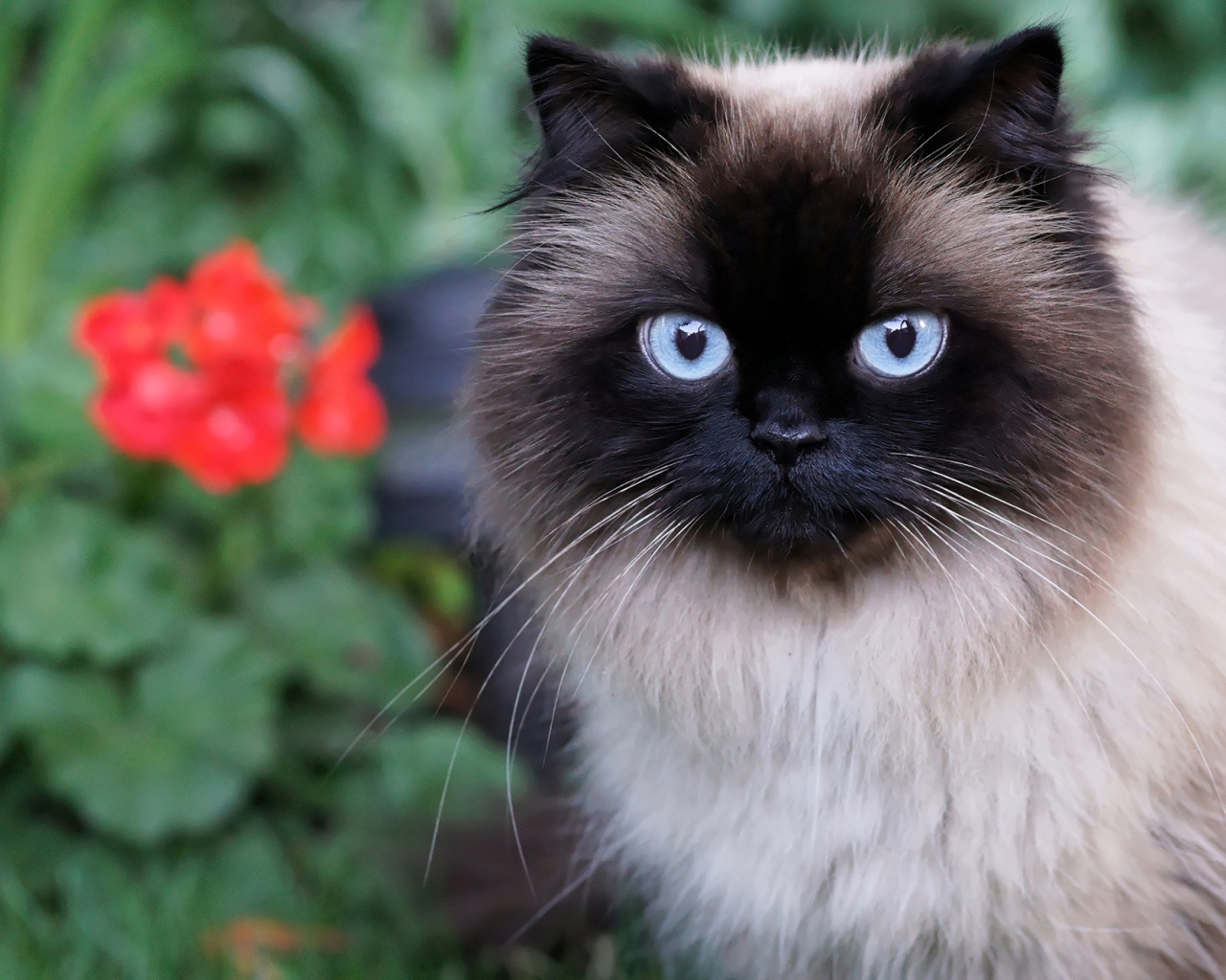 Красивый пушистый голубоглазый кот 